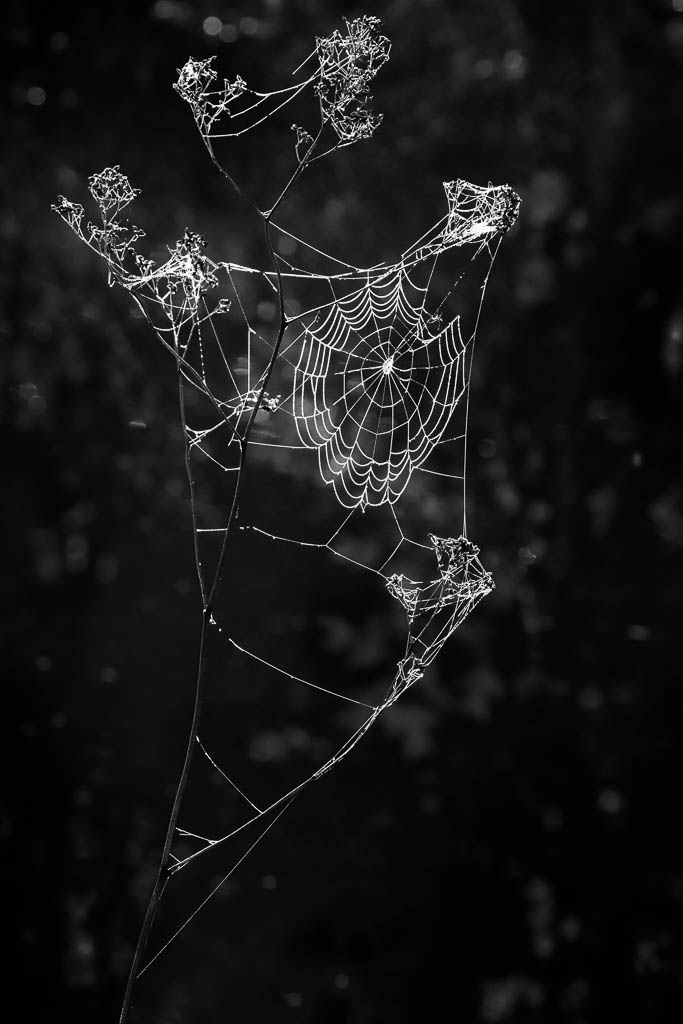 Halloween Webs
